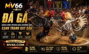 IwinClub Đá Gà trên mobile